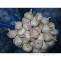 New Crop Garlic 2019